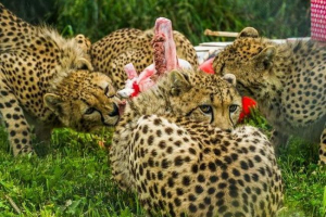 Cheetahs állatkert san diego ünnepelt születésnapja.